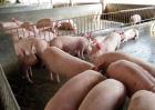 如何提高养猪经济效益？