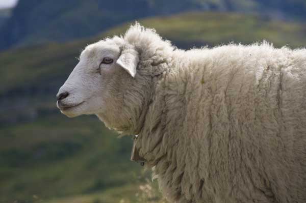 母羊产头胎羔缺乳的原因及预防措施