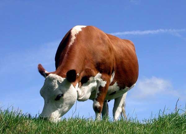 奶牛饲料添加剂的种类