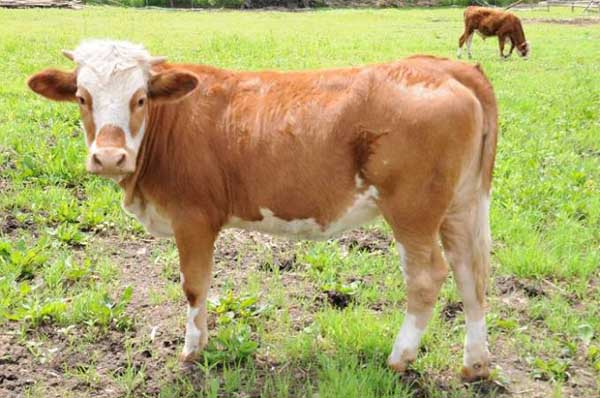 西门塔尔牛养殖常见问题
