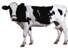 如何鉴定奶牛的年龄