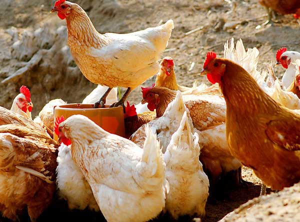 养殖场常见鸡病的治疗手册