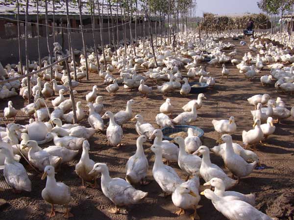 肉鸭高密度的旱地养殖技术