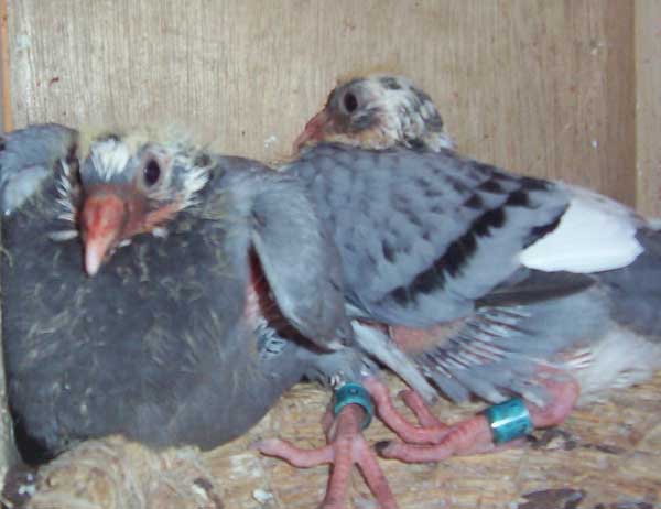 鸽子养殖种用童鸽的管理措施