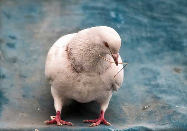 鸽子胚胎死亡率较高的原因
