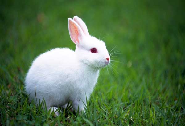 獭兔养殖与肉兔养殖有哪些区别