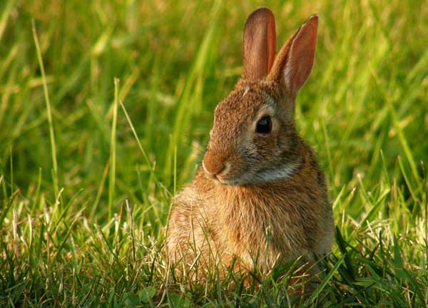 兔子养殖场对母兔不发情的原因分析和处理措施