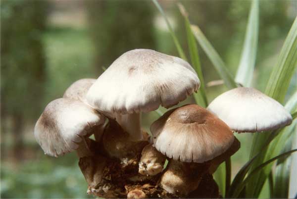 草菇种植技术