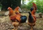鸡包涵体肝炎防治方法