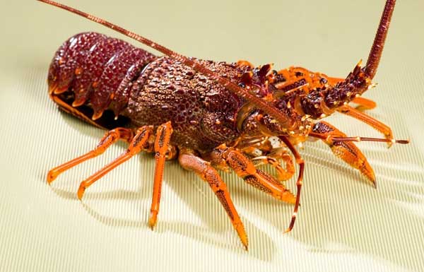 龙虾的生物特征