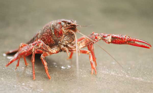 小龙虾养殖效益影响因素