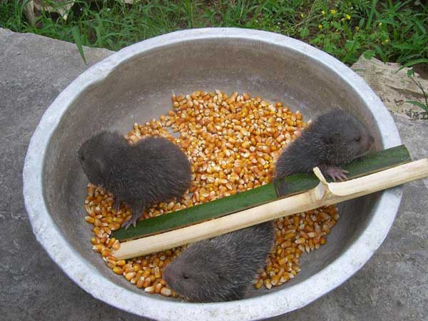 竹鼠常用饲料及搭配方法