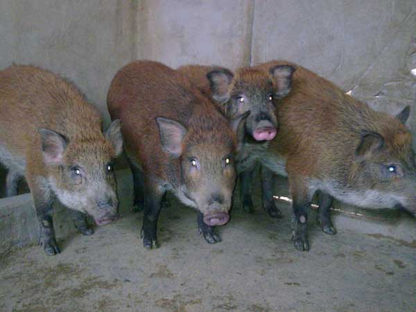 怎样保证野猪品种的品质和纯度