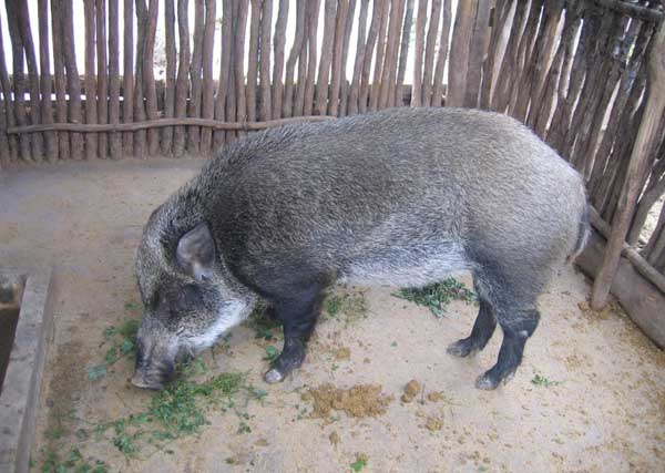 野猪养殖的选种技术