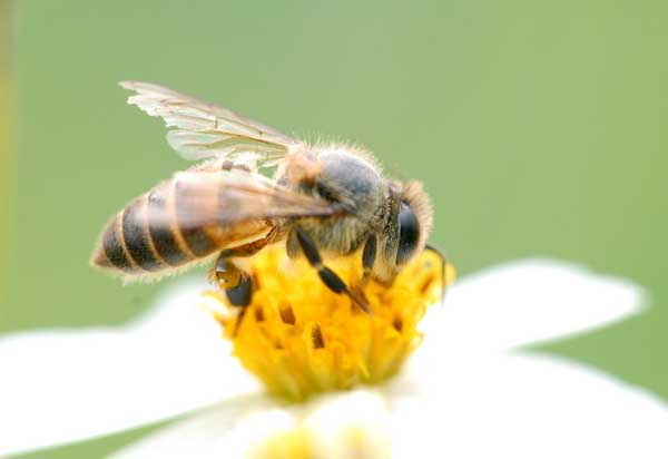 蜜蜂的春繁技术