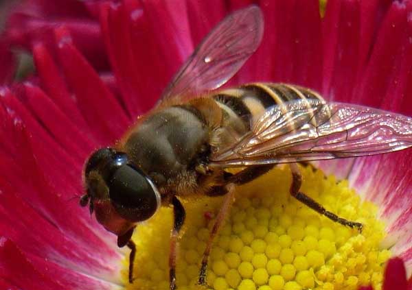 蜜蜂麻痹病防治方法