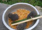 竹鼠常用饲料及搭配方法
