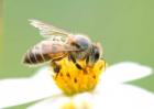 蜜蜂的春繁技术