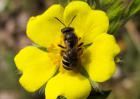 蜜蜂蜂群春季管理方案