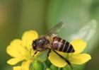 桶养中华蜜蜂的缺点