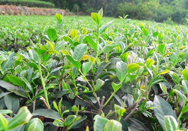 无性系茶叶种植技术