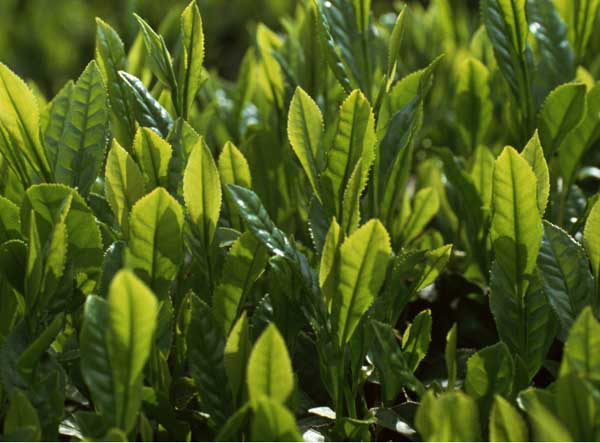 苦丁茶种植常见病虫害的防治技术