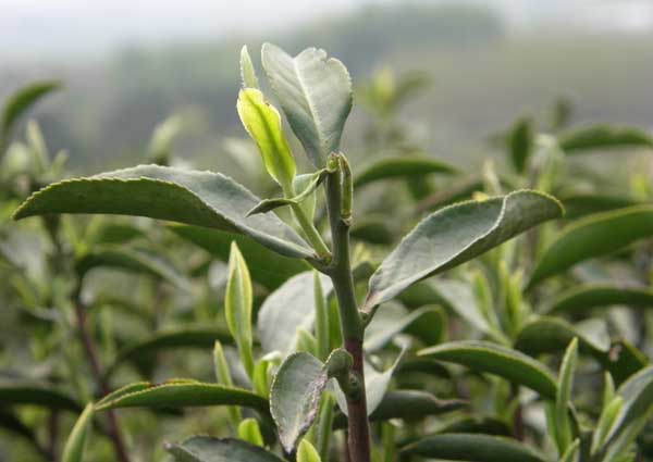 贵州山区茶树栽培技术