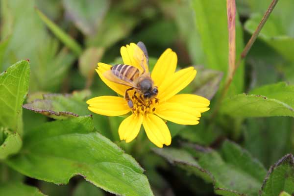 蜜蜂自然分蜂控制技术