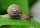 蜗牛养殖的饲养条件