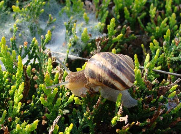 蜗牛是害虫还是益虫？