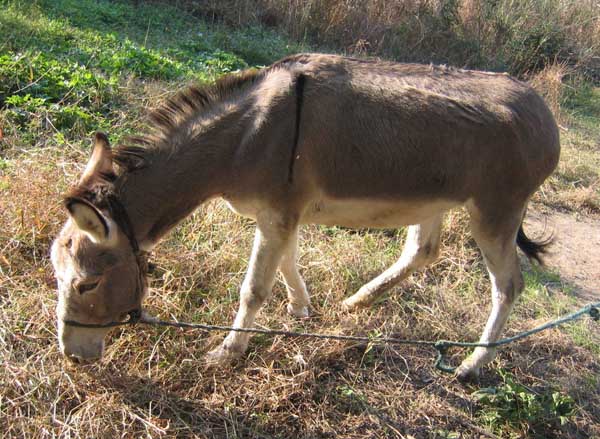 驴的养殖技术