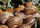蜗牛的种类有哪些？