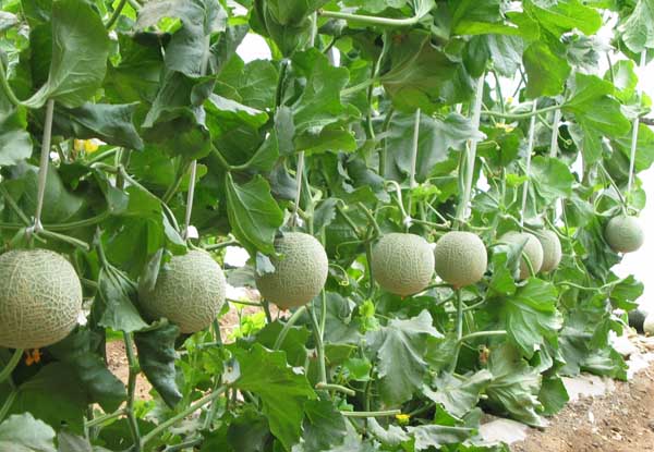 香瓜种植技术