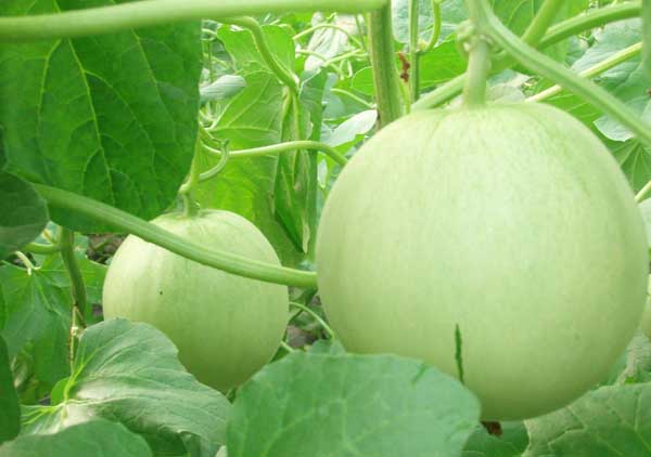 香瓜种植技术