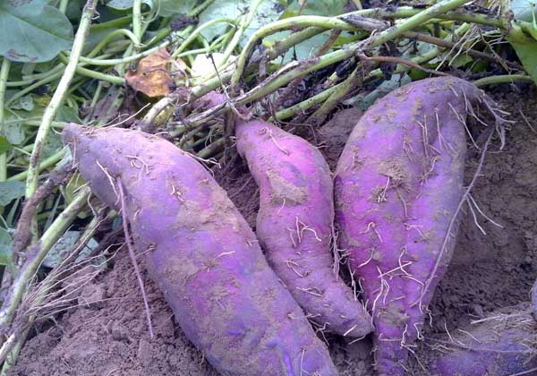 紫薯种植技术