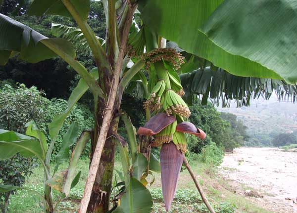 香蕉的栽培技术