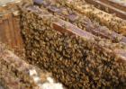 蜜蜂夏季管理技术