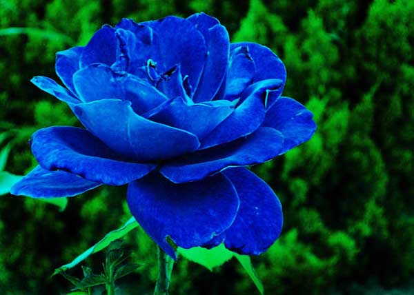 蓝色妖姬的花语是什么？
