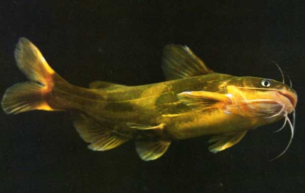 黄颡鱼养殖技术