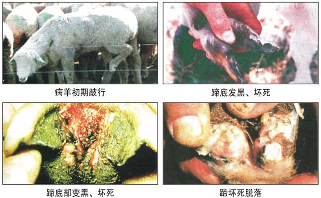 羊腐蹄病的防治方法