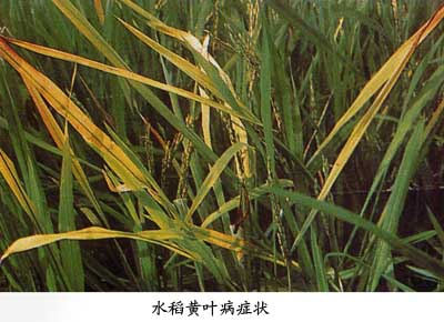水稻黄矮病