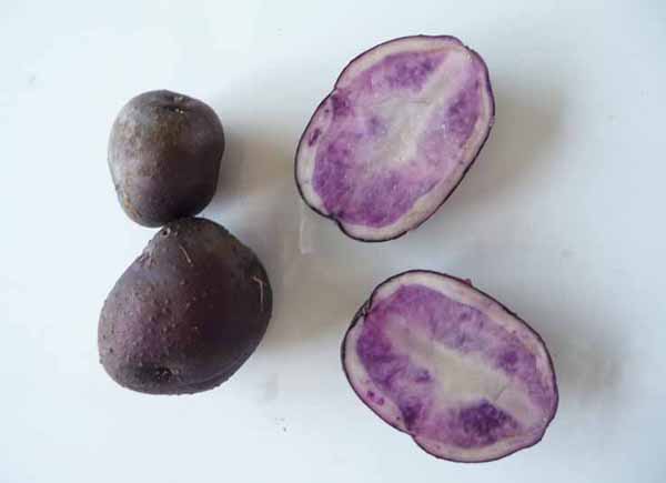 黑土豆的种植技术