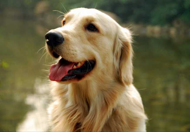 金毛犬图片及与拉布拉多犬的区别