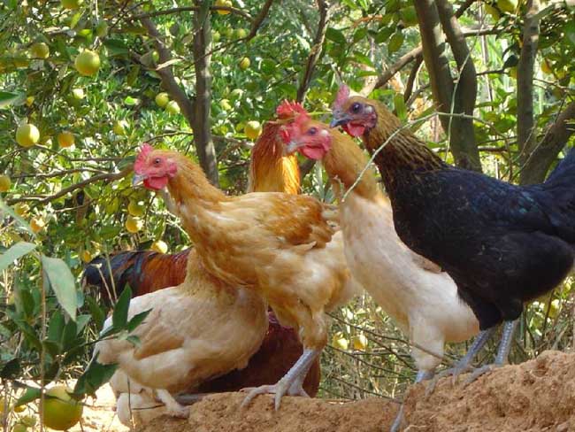 散养土鸡的澳门威尼斯人线上网站_养殖技术