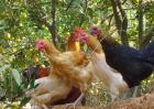 散养土鸡的澳门威尼斯人线上网站_养殖技术