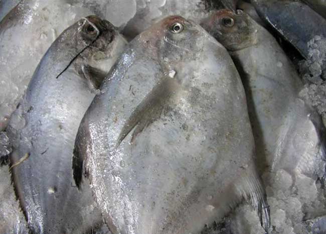 淡水白鲳鱼养殖技术