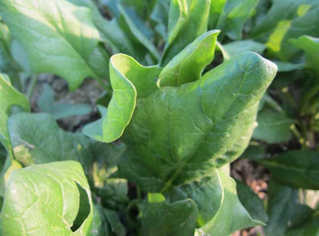 菠菜常见病虫害防治方法