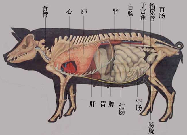 猪的生理解剖图