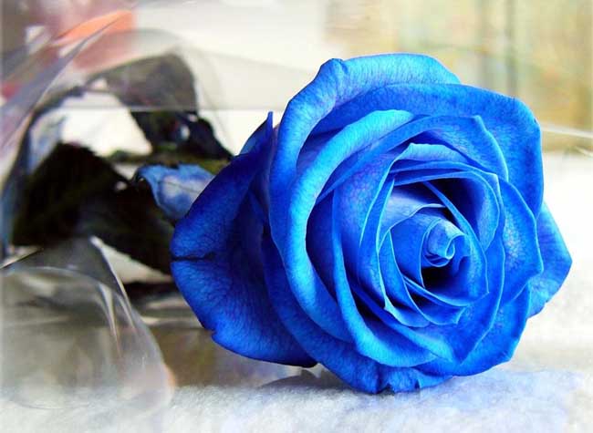 蓝玫瑰花语
