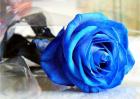 蓝玫瑰的花语是什么？
